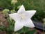 Balloon Flower 'Fairy Snow'