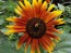 Sunflower 'Autumn Beauty' 