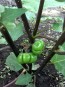 Eggplant 'Pumpkin on a Stick'