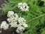 White Yarrow 