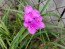 Spiderwort AKA Spider Lily, Pink Seeds (Certified Organic)