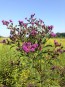 New York Ironweed