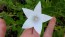 Balloon Flower 'Fairy Snow'