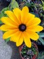 Black-Eyed Susan 'Indian Summer' 