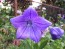 Balloon Flower Mix