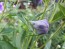 Balloon Flower Mix