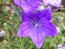 Balloon Flower Mix