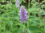 Lavender Hyssop 'Blue Licorice'