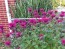 Bee Balm 'Raspberry Wine' Seeds (Certified Organic)