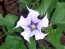 Datura AKA Devil's Trumpet (White w/ Purple Throat)