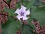 Datura AKA Devil's Trumpet (White w/ Purple Throat)