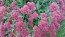 Showy Stonecrop, Pink Shades Mix Seeds (Certified Organic)
