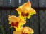 Gladiolus 'Jester' Cormels - Shipping 2025 Spring - Harvested on our Farm - USDA Certified Organic