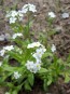 White Forget-Me-Not 