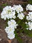 Candytuft, White Seeds (Certified Organic)