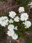 Candytuft, White Seeds (Certified Organic)