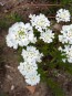 Candytuft, White Seeds (Certified Organic)