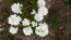 Candytuft, White Seeds (Certified Organic)