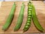 Pea 'Jumbo' Seeds (Certified Organic)