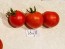 Tomato 'Idyll' 