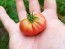 Tomato 'Resi Pink' 