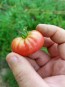 Tomato 'Resi Pink' 