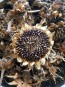 Sunflower 'Lemon Queen' 