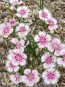 Sweet William 'Single Mixed Colors Pink and Red' Seeds (Certified Organic)