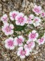 Sweet William 'Single Mixed Colors Pink and Red' Seeds (Certified Organic)