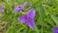 Spiderwort AKA Spider Lily, Purple