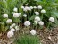 Sea Thrift 'Alba' Seeds (Certified Organic)