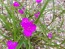 Spiderwort AKA Spider Lily, Pink Seeds (Certified Organic)