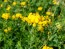 Bird's Foot Trefoil 