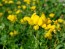 Bird's Foot Trefoil 