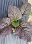 Broad-Leaved Mustard 'Red Giant' Plants (6 Pack)