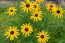 Black-Eyed Susan