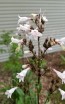 Penstemon, Green-Leaf, White Flowers Seeds (Certified Organic)