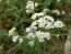 White Yarrow 