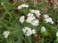 White Yarrow 