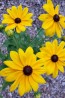 Black-Eyed Susan 'Indian Summer' 