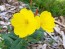 Narrow-Leaved Sundrops Seeds (Certified Organic)