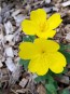 Narrow-Leaved Sundrops Seeds (Certified Organic)