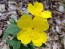 Narrow-Leaved Sundrops Seeds (Certified Organic)