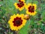 Plains Coreopsis