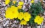 Narrow-Leaved Sundrops Seeds (Certified Organic)