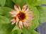 Calendula ‘Sherbet Fizz’