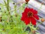 Plains Coreopsis 'Dwarf Red' AKA 'Mahogany Midget' 