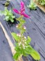 Salvia 'Marble Arch Rose' 
