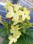 Flowering Tobacco, Lime Green and White Mix