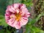 Zinnia 'Candy Cane Mix' 